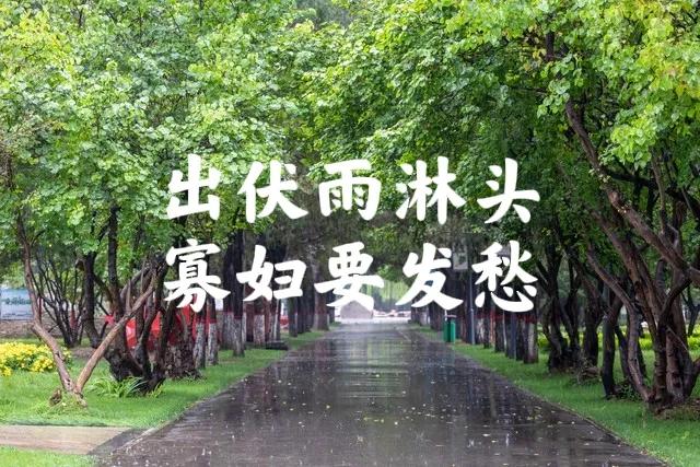 今日出伏，老话“出伏雨淋头，寡妇要发愁”，出伏下雨有啥预兆？