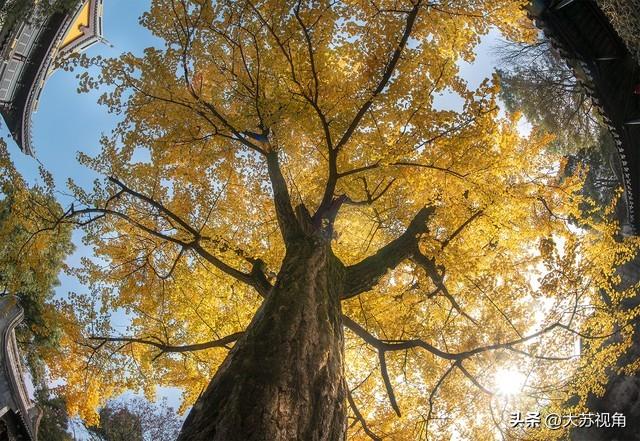 江苏秋日0元赏秋指南！15个反内卷秘境，全域美景不花1分钱