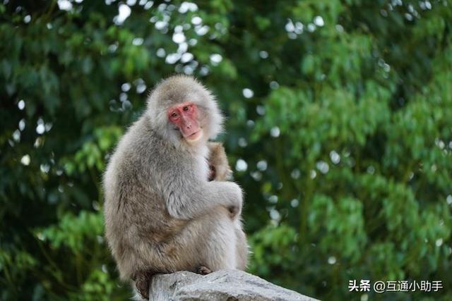 50mm起步的超远摄变焦!腾龙“50-400mm F/4.5-6.3 Di III VC VXD”评测