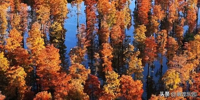 涨渡湖水杉林悄然燃烧，火红倒影美如画，错过再等一年