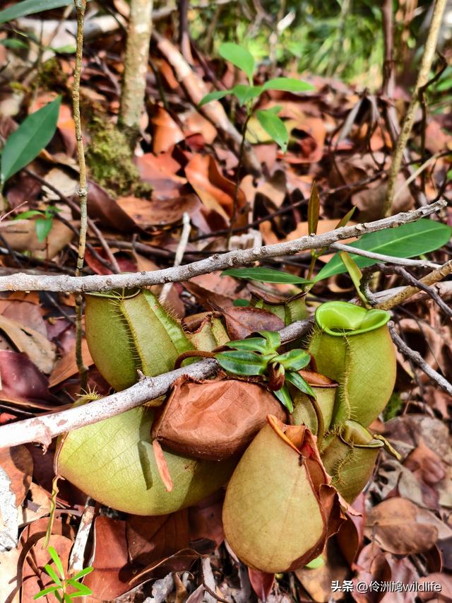 马来西亚(35)砂拉越州⑨峇哥国家公园徒步线路