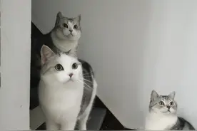 为什么说猫有灵性图片