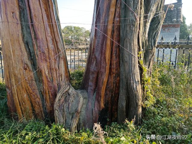 邓州韩营千年古柏，守望着禹庙和数万乡亲奋战过的引丹会战旧址