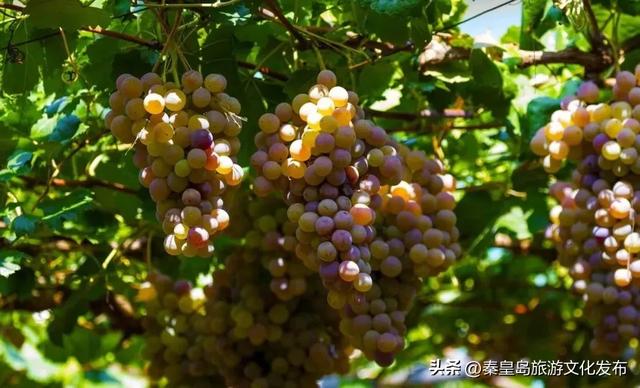 夏日特辑|体验葡萄架下的甜蜜慢生活,秦皇岛葡园采摘与红酒品鉴两日游线路!