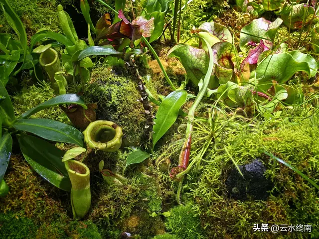 一个五A级植物园，到底藏着哪些值得看的地方，这是最实在的攻略