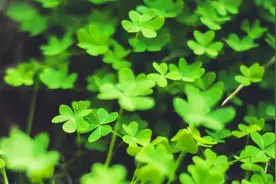 同学相聚开心的句子：同窗友谊，欢聚快乐共度青春岁月图片