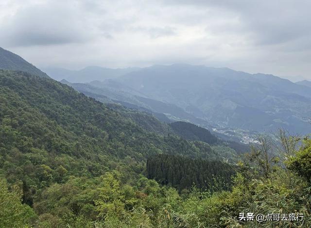 四川又一高山杜鹃惊艳了，刚好进盛花期，云海中的花园，非常唯美