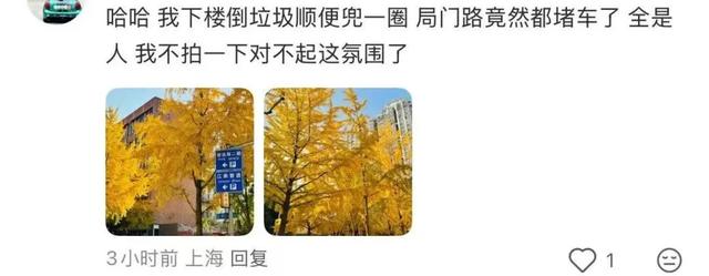 “感觉全上海人都来了！”上海这条小路成为限时顶流，大堵车！