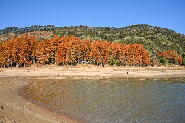 安徽黄山：茶儿垅水杉林进入最佳观赏期