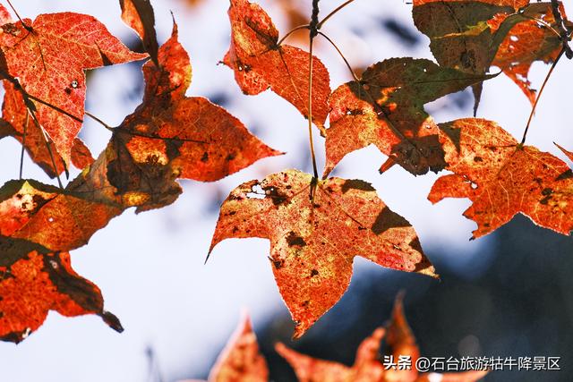 霜冬赴新程，焕新待君赏