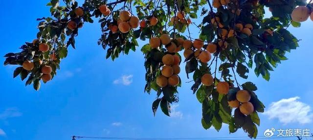 《柿柿如意！西河湾成熟的柿子挂满枝头，景色美到极致！》