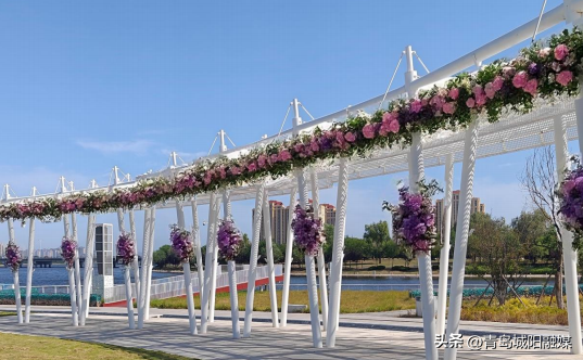 就在七夕！青岛市首家公园式婚姻登记点将在高新区启用
