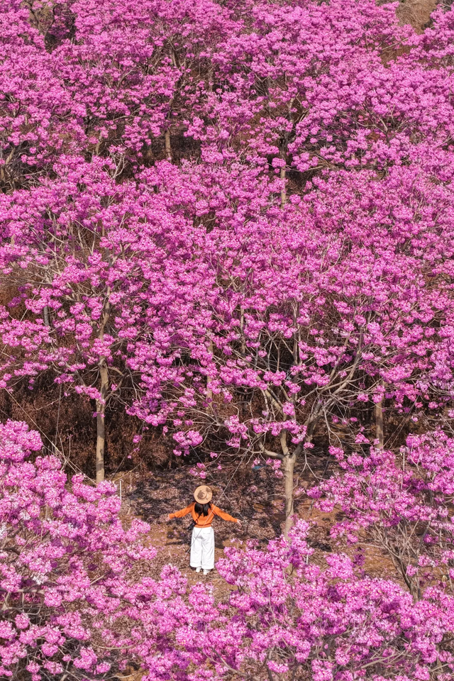 粉色异木棉盛放中！佛山五区这些观赏点，再不去就晚了