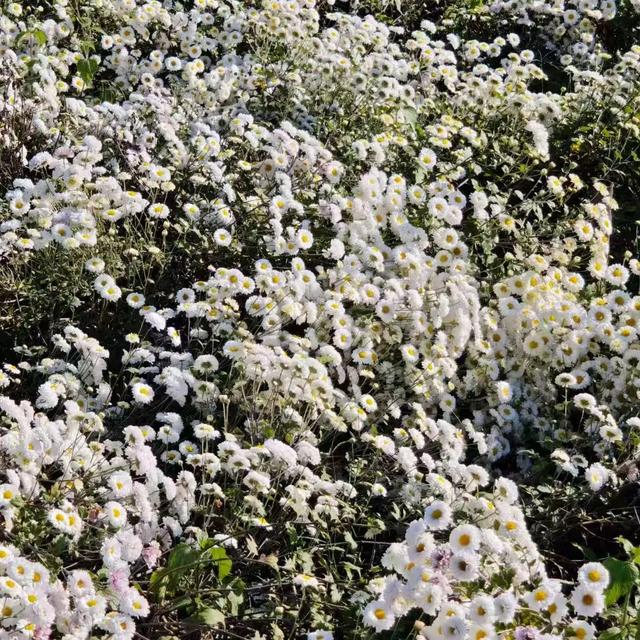 太美了!肇庆高要百亩菊花盛开