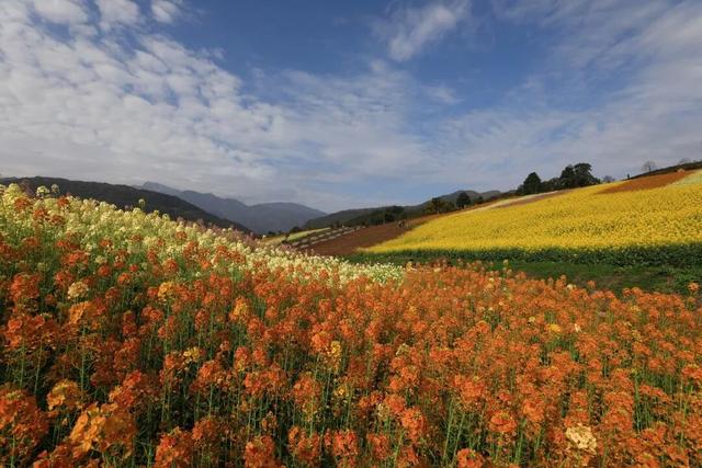 收藏！峨眉山「春日玩耍秘籍」，明天就出发