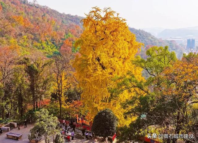 最大1600岁!黄石这几棵银杏王 你都打卡了吗?