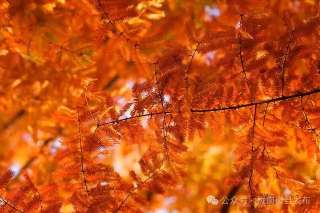 徽县：水杉的冬日华彩