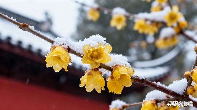 张传禄：雪后沂山