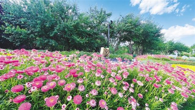呼和浩特花境“画境”:以植物为笔 方寸间绘就生态画卷