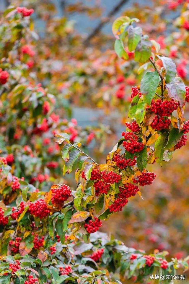 童话书里走出来的秋景！这座低调的西藏宝藏小城，早就该火了！