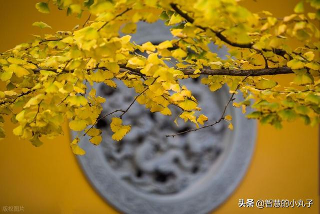 邂逅古寺，寻得心灵的静谧之境！