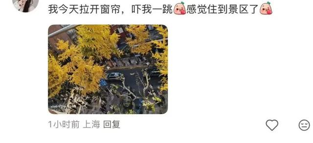 “感觉全上海人都来了！”上海这条小路成为限时顶流，大堵车！