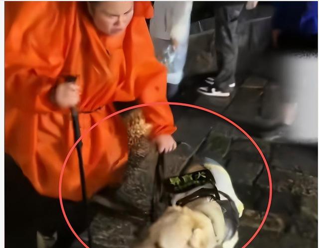 爬泰山的作死夫妻被制裁！导盲犬被收回，身份被扒，家里还有一只