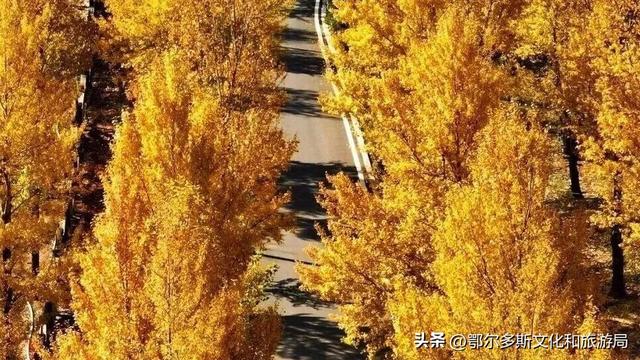 美到词穷！鄂尔多斯的秋天，每一帧都是壁纸