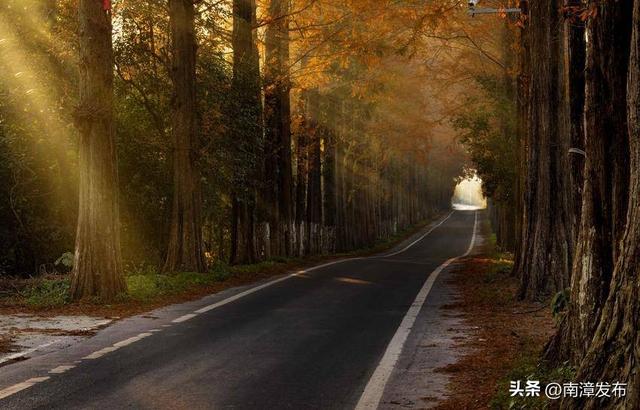 南漳：水杉大道绘就冬日绝美画卷‌