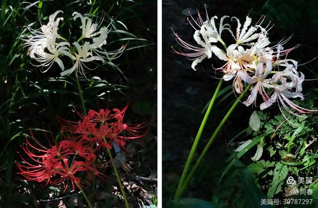 游西湖：杭州植物园之石蒜花展