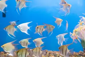 鱼缸用什么水最好图片