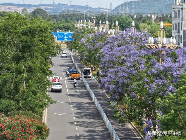 初夏限定！蓝花楹开满枝头，解锁罗平的紫色治愈风景