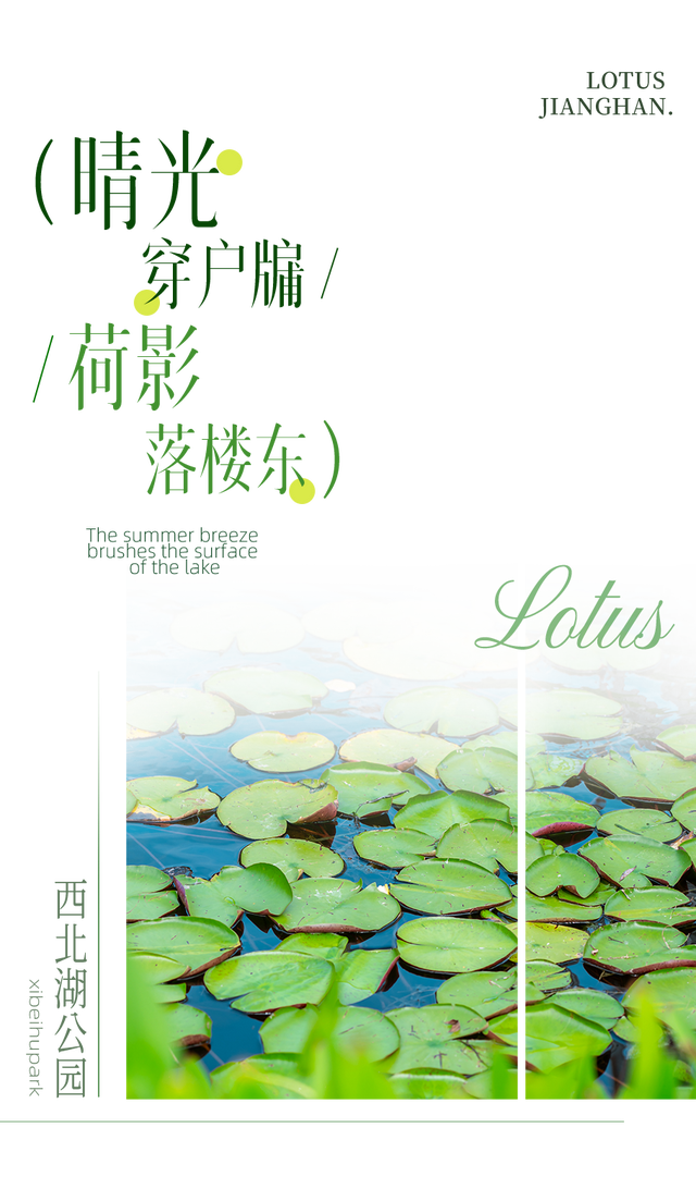 藕花深处棹歌远，江汉夏日荷风集