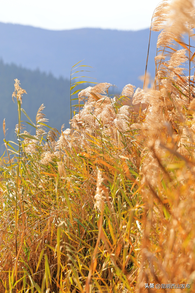鸥了鸥了，红嘴鸥大部队即将抵达！这些小众“鸥”遇点千万别错过