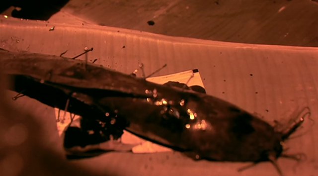 这票房冠军，有胆就上