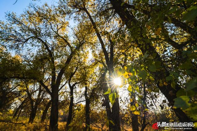 昌吉老龙河胡杨披金装 醉美秋景引客来