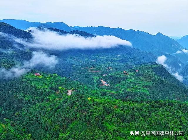 云海翻涌,薄雾缭绕,在黑河山间邂逅“山林仙境”