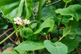 火炭母，人称护肝草，去湿草，大肠湿热泻痢都找它图片