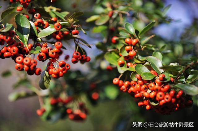 深秋牯牛降：携家共赴的诗意