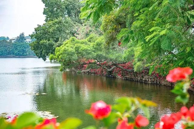 初冬“梅”好时光已至，惠城处处皆“花路”