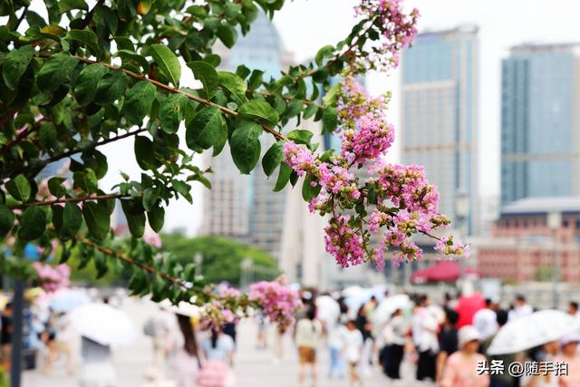 上海外滩观光平台紫薇花盛开，为都市增添一抹亮丽色彩