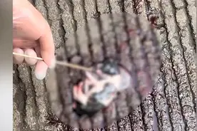 孕妇捡到早产小狗做心肺复苏救活#：小狗也是一条生命，没办法不管图片