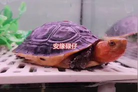 为什么黄缘闭壳龟深受龟友喜欢?判断公母看排泄孔，它喜欢吃什么图片