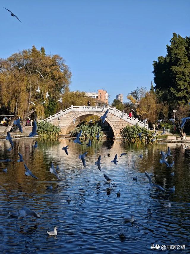 跟着滇超游昆明 | “鸥”然心动!打卡日记已备好,观鸥季精彩继续~