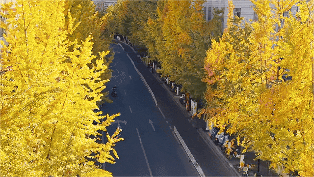 飞阅五华•“杏”运来袭|“云”上赏杏，快来Pick你最心动的“杏”运时刻