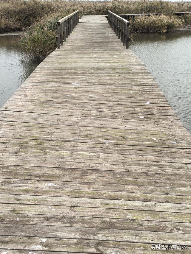 2025辽宁赏秋之旅日记(6)——到辽河口中国最北海岸线看日出 观鸟