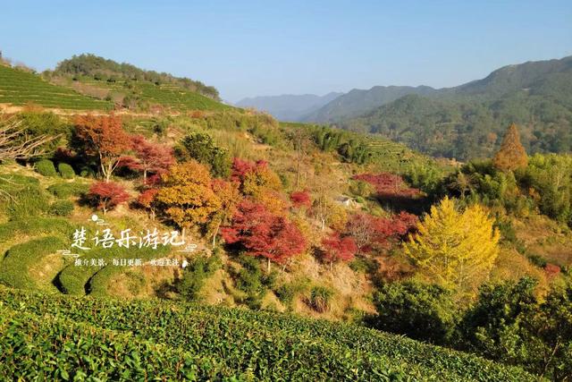 浙江宁波的千年古村，银杏红枫相映堪比油画，梯田茶园比画还要美