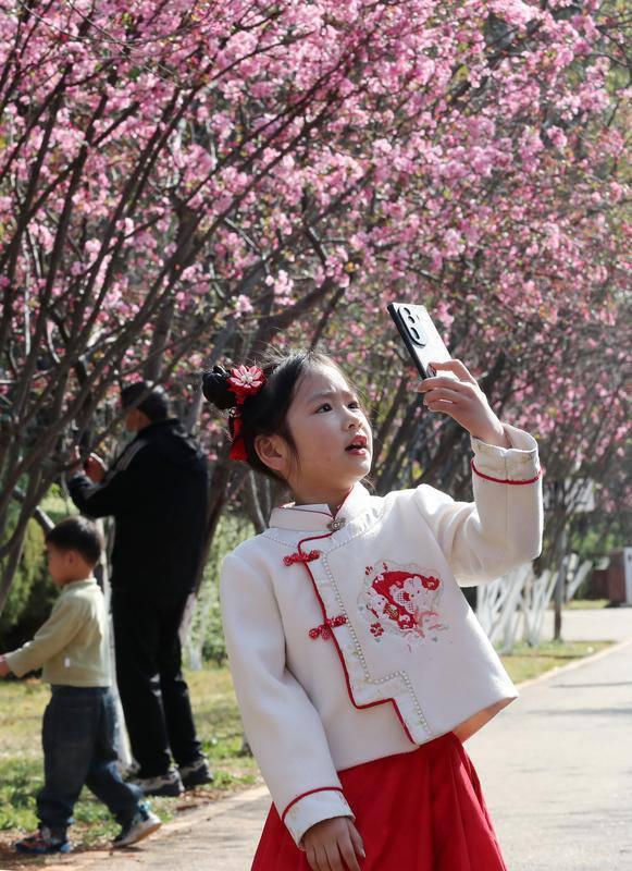 昆明动物园开启 “圆通樱潮”赏花季