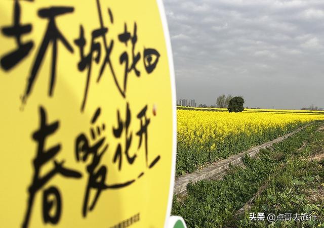 成都城区最大的油菜花田，2000亩铺天盖地般壮美，视觉非常震撼！