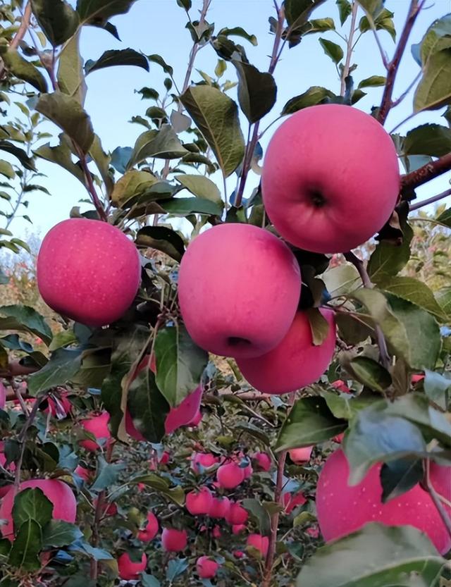 我是成都人，刚从甘肃刘家峡回来，憋了 6 个疑问不吐不快